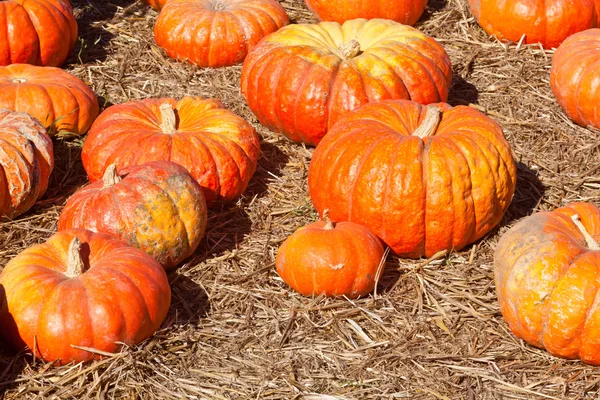 Parche de calabaza — Foto de Stock