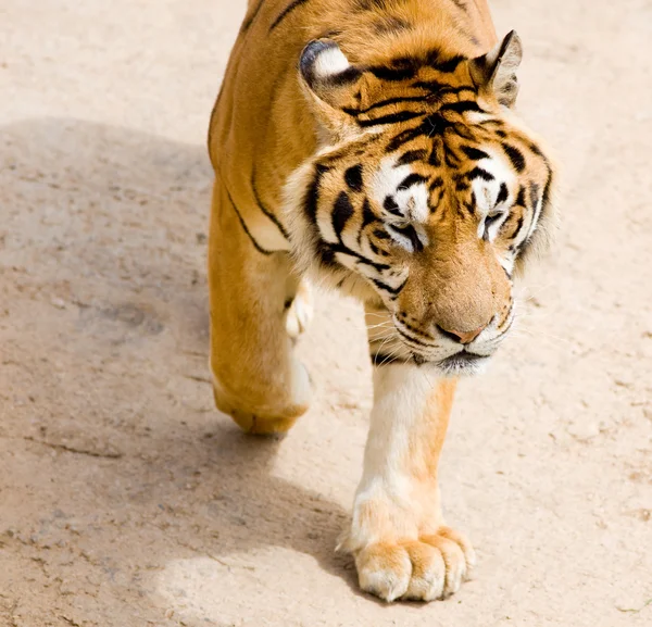 Tigre de vida silvestre — Foto de Stock