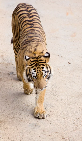 Tigre de vida silvestre — Foto de Stock
