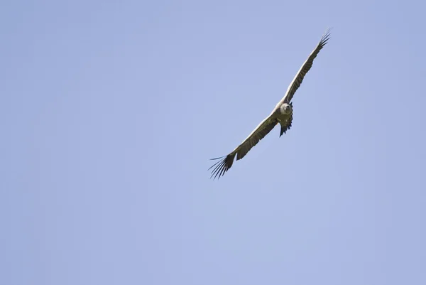 Vulture bird flying — Stock Photo, Image