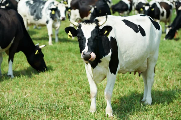 Біла чорна корова на зеленій траві — стокове фото