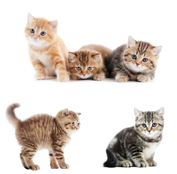 Uppsättning av brittiska korthår kattungar — Stockfoto