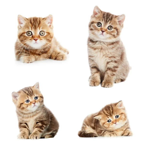 Conjunto de gatinhos britânicos Shorthair — Fotografia de Stock