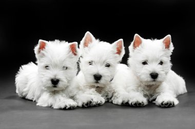 West Highland White Terrier puppies clipart