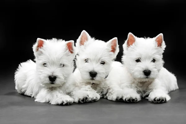 Δυτικά highland λευκού σκύλου κουτάβια — Φωτογραφία Αρχείου