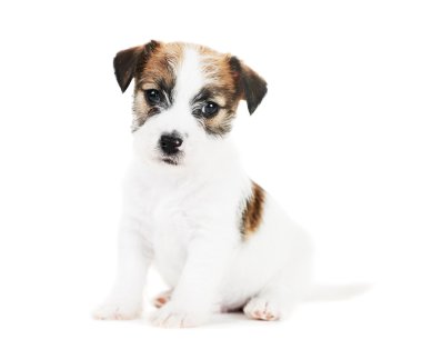 bir tane küçük jack russel terrier yavrusu