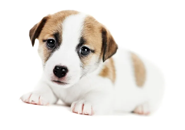 Um cachorrinho pequeno Jack Russel terrier — Fotografia de Stock