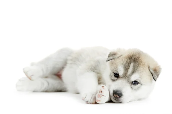One Siberian husky puppy — Stock Photo, Image