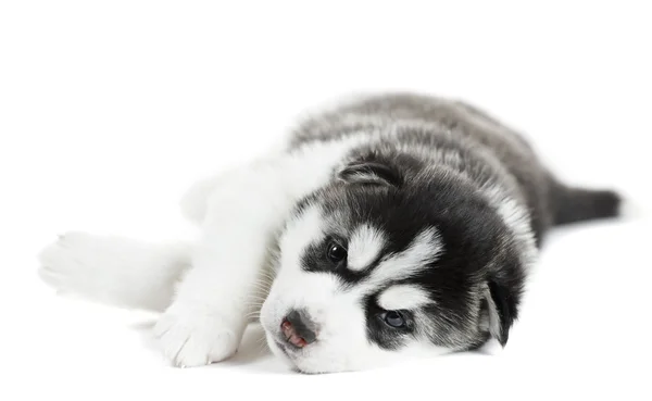 Um filhote de cachorro descascado siberiano — Fotografia de Stock