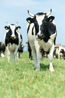 yeşil çim mera üzerinde siyah beyaz milch inek