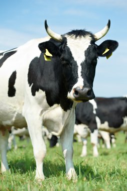 yeşil çim mera üzerinde siyah beyaz milch inek