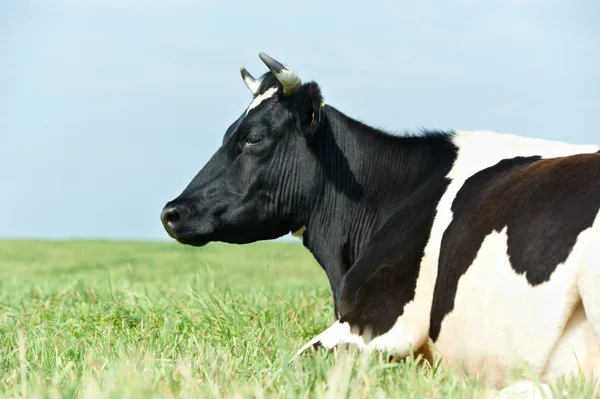 Weiße schwarze Milchkuh auf der grünen Grasweide — Stockfoto