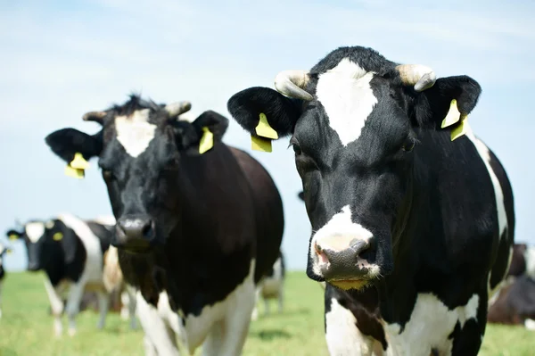 Branco vaca milch preto no pasto grama verde — Fotografia de Stock