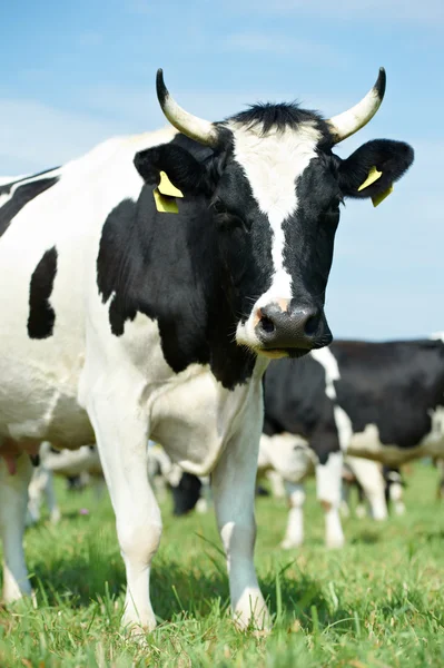 Vache laitière noire blanche sur pâturage d'herbe verte — Photo