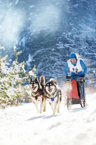 冬天的雪橇狗赛跑 — 图库照片