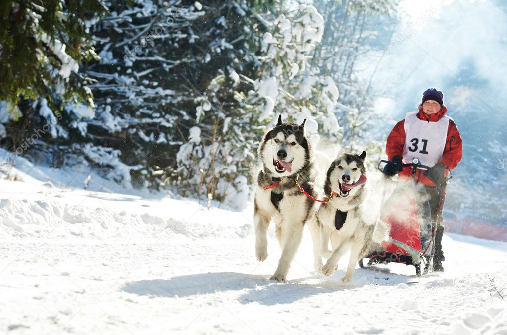 Winter Sled dog racing