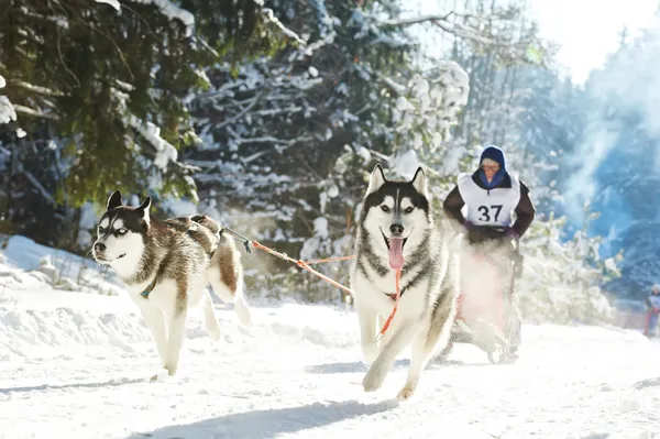 Invierno trineo perro carreras musher y siberiano husky — Foto de Stock