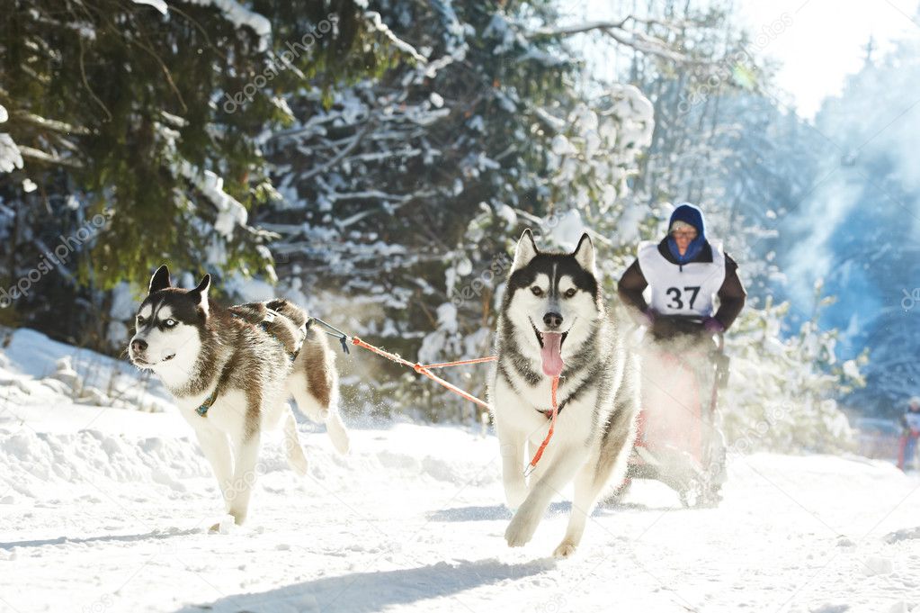 Winter Sled dog racing musher and Siberian husky