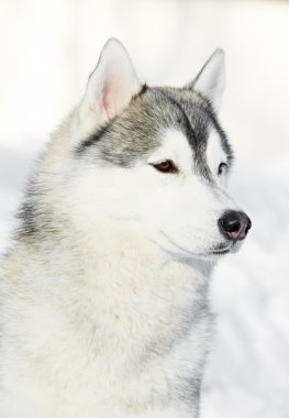 Sibirya husky köpek portre, kış