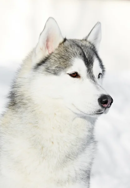 Sibiřský husky psa portrét v zimě — Stock fotografie