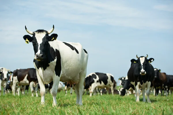 Bílé černé užitkovosti krav na zelené trávě pastvin — Stock fotografie
