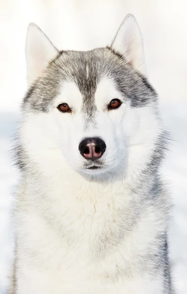 Siberische husky hond portret op winter — Stockfoto