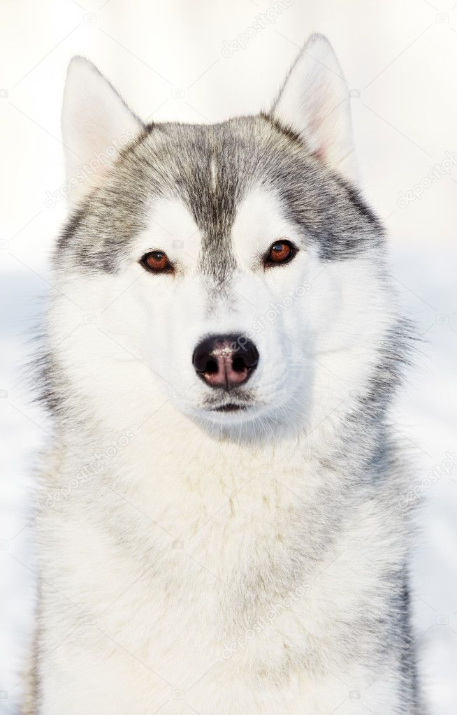Siberian husky dog portrait at winter