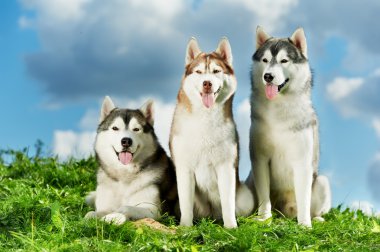 çimenlerin üzerinde üç Sibirya husky köpek