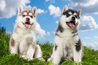 iki Sibirya husky yavru köpek çimlerin üzerine