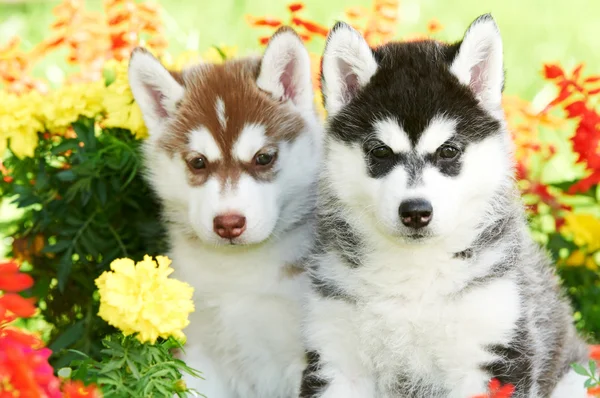 Δύο Σιβηρίας μεγαλόσωμος κουτάβι σκυλί στα λουλούδια — Φωτογραφία Αρχείου