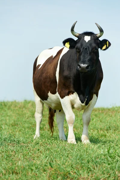 White black milch cow on green grass pasture — Stock Photo, Image