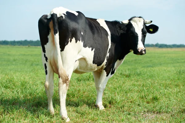 White black milch cow on green grass pasture — Stock Photo, Image