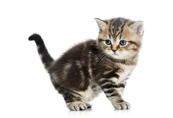 Британська короткошерста кошеня кішка ізольовані — стокове фото