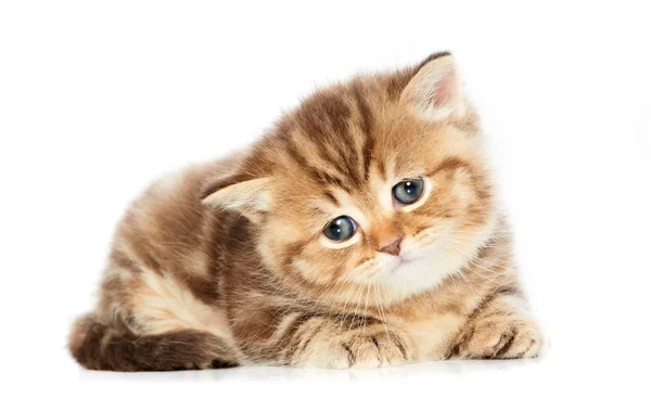 Britská krátkosrstá kočka kotě izolované — Stock fotografie