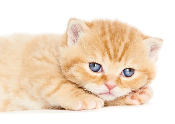 Britânico gatinho Shorthair gato isolado — Fotografia de Stock