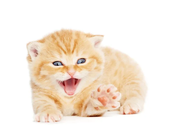 stock image British Shorthair kitten cat isolated