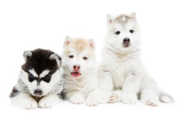 Three Siberian husky puppy dog clipart