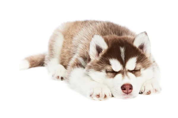 Dormind cățeluș husky siberian — Fotografie, imagine de stoc