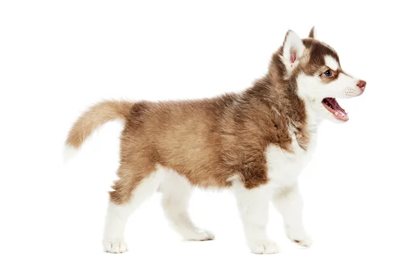 Siberian husky puppy dog — Stock Photo, Image