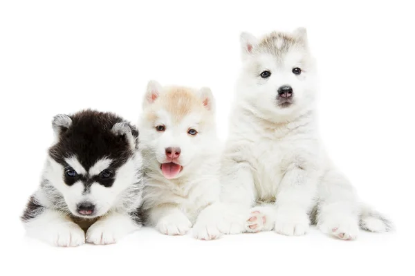 Τρεις Σιβηρίας μεγαλόσωμος κουτάβι σκυλί — Φωτογραφία Αρχείου