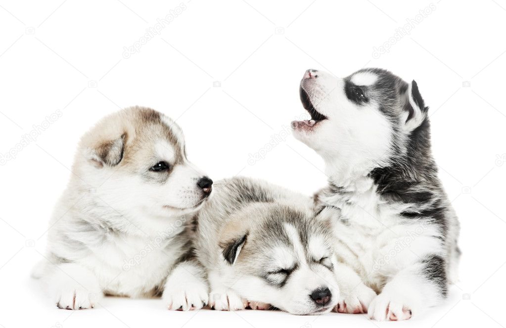 Three Siberian husky puppy dog