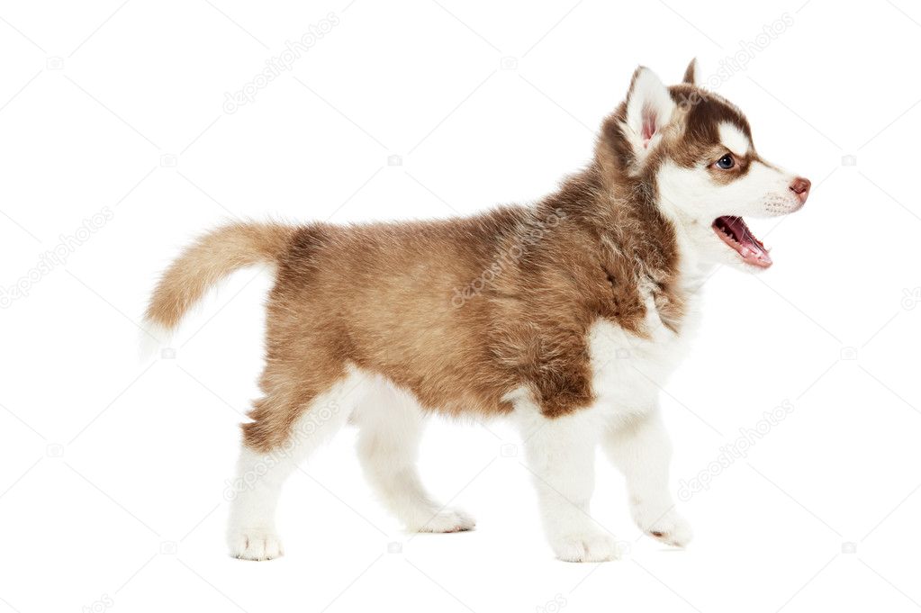 Siberian husky puppy dog