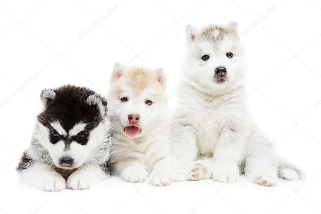 Three Siberian husky puppy dog