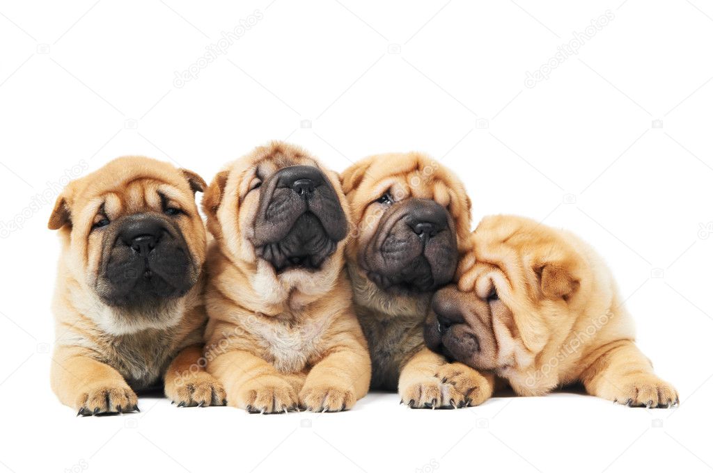 Four sharpei puppy dogs over white