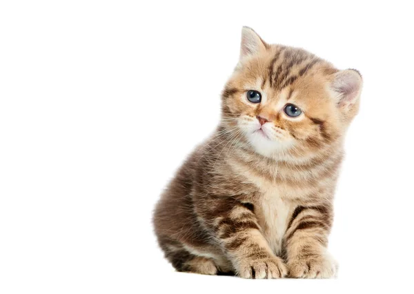 Britânico gatinho Shorthair gato isolado — Fotografia de Stock