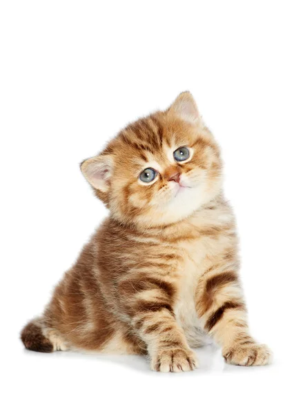 Brit Rövidszőrű cica macska elszigetelt — Stock Fotó