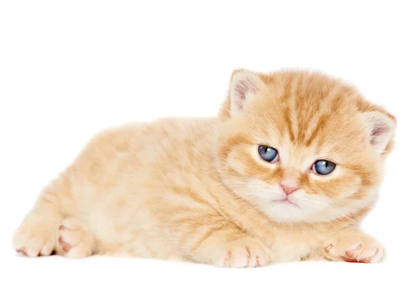 Británico taquigrafía gatito gato aislado —  Fotos de Stock