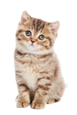 British Shorthair kitten cat isolated clipart