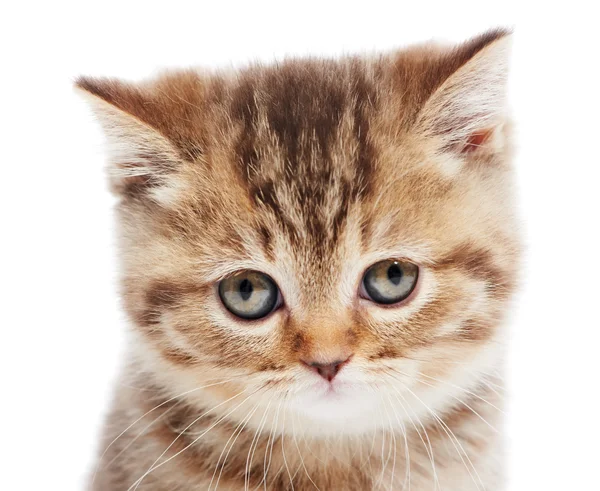 Hoofd van kleine Britse korthaar kitten — Stockfoto