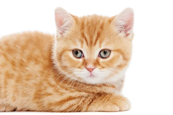 Closeup μικρό γατάκι κόκκινο Βρεταννόs στενογραφία — Φωτογραφία Αρχείου